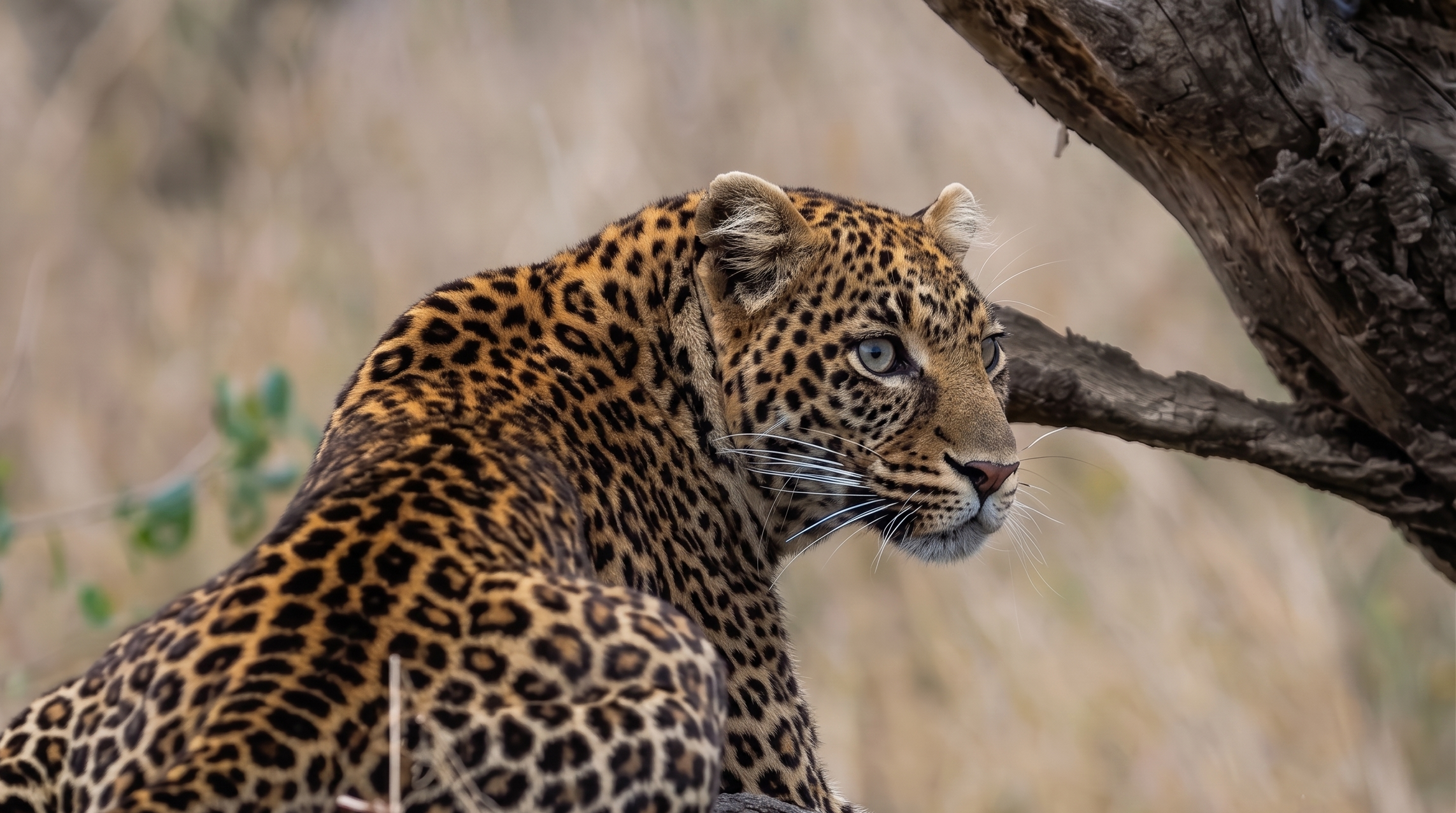 Джип-сафари в Яле и Удавалаве, Шри-Ланка
